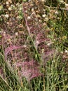 Hairawn muhly, Muhlenbergia capillaris Royalty Free Stock Photo