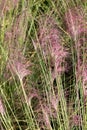 Hairawn muhly, Muhlenbergia capillaris Royalty Free Stock Photo