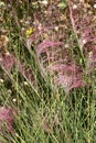 Hairawn muhly, Muhlenbergia capillaris Royalty Free Stock Photo