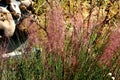 Hairawn muhly, Muhlenbergia capillaris Royalty Free Stock Photo