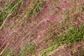 Hairawn muhly, Muhlenbergia capillaris Royalty Free Stock Photo