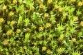 Haircap moss, Flowering moss macro, Polytrichum Commune Hedw Royalty Free Stock Photo