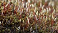 Haircap moss or hair moss Sporophyte. Plant Polytrichum commune, common haircap, great golden maidenhair or great goldilocks Royalty Free Stock Photo