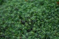 Haircap Moss Plant Closeup