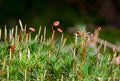 Haircap moss Royalty Free Stock Photo