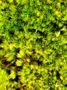 Haircap moss Royalty Free Stock Photo