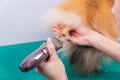 Haircut dogs fur on paws with a shearing machine close up