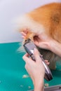 Haircut dogs fur on paws with a shearing machine close up