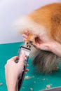 Haircut dogs fur on paws with a shearing machine close up