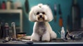 Haircut of a Maltipoo dog from a grooming salon. Generative AI