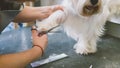 Haircut scissors white dogs. Dog grooming in the grooming salon. Shallow focus Royalty Free Stock Photo