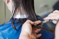 Haircuting in a beauty professional salon. hairdresser`s hands cutting brunette hair close Royalty Free Stock Photo