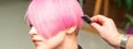 A hairdresser is combing the dyed pink short hair of the female client in a hairdresser salon. Royalty Free Stock Photo