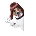 Hairdresser dog Royalty Free Stock Photo