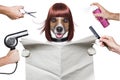 Hairdresser dog Royalty Free Stock Photo