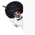 Hairdresser dog Royalty Free Stock Photo