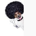 Hairdresser dog Royalty Free Stock Photo