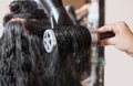 The hairdresser dries her hair a brunette girl in a beauty salon Royalty Free Stock Photo