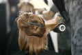 Hairdresser Drying Woman Hair in Salon Royalty Free Stock Photo