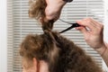 Hairdresser fastens hair with a hair clip for proper long hair cutting