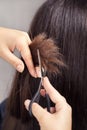 Hairdresser trimming hair with scissors Royalty Free Stock Photo