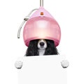 Hairdressers dog under drying hood Royalty Free Stock Photo