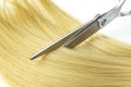 Hairdressing Scissors with a strand blond hair on a light background close-up Shiny blond hair and hair cutting shears Hairdresser Royalty Free Stock Photo