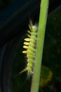 Haired caterpillar 1 Royalty Free Stock Photo