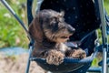 Haired dachshund dog sleeping in a baby carriage Royalty Free Stock Photo