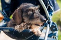 Haired dachshund dog sleeping in a baby carriage Royalty Free Stock Photo