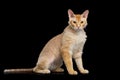 Haired Ginger Sphynx Cat on Isolated Black background