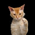 Haired Ginger Sphynx Cat on Isolated Black background