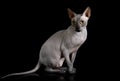 Hairless Canadian Sphinx cat over black