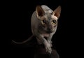 Hairless Canadian Sphinx cat in the studio