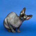 Hairless Canadian Sphynx cat. Portrait of female cat on blue background