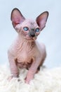 Hairless Canadian Sphynx Cat kitten with big blue eyes. Front view of lovely domestic kitten Royalty Free Stock Photo