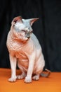 Hairless Canadian Sphynxon black and orange background