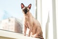 Hairless cat of the Canadian Sphynx breed sits on the windowsill in the sun