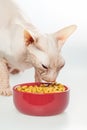 Hairless cat Don Sphynx breed with pink naked skin eats dry cat Royalty Free Stock Photo