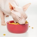 Hairless cat Don Sphynx breed with pink naked skin eats dry cat`s food from a red bowl on white floor Royalty Free Stock Photo