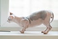 Hairless cat on a sill Royalty Free Stock Photo