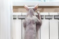 Hairless cat, sphynx, warming in the central heating radiator