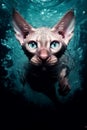 Hairless Cat Swimming Under Water Studio Shot with Flash