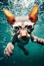 Hairless Cat Swimming Under Water Studio Shot with Flash