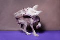 Hairless Chinese crested dog plays and catches its own tail