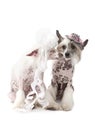 Hairless Chinese Crested dogs dressed in wedding attire Royalty Free Stock Photo