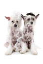 Hairless Chinese Crested dogs dressed in wedding attire