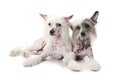 Hairless Chinese Crested dogs Royalty Free Stock Photo