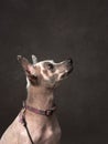 A hairless dog poses with a dignified profile