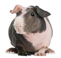 Hairless Guinea Pig in front of white background Royalty Free Stock Photo